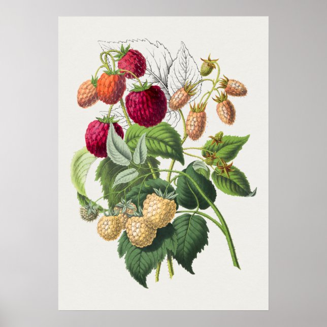 Vintage Botaniskt illustration Poster (Framsidan)