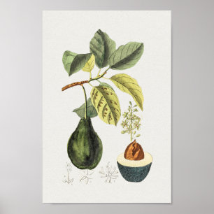 Vintage Botaniskt illustration Poster
