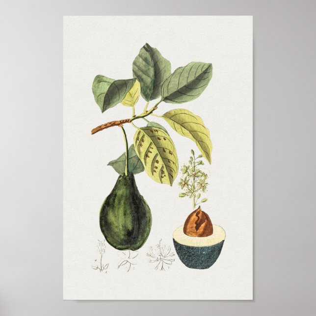 Vintage Botaniskt illustration Poster (Framsidan)