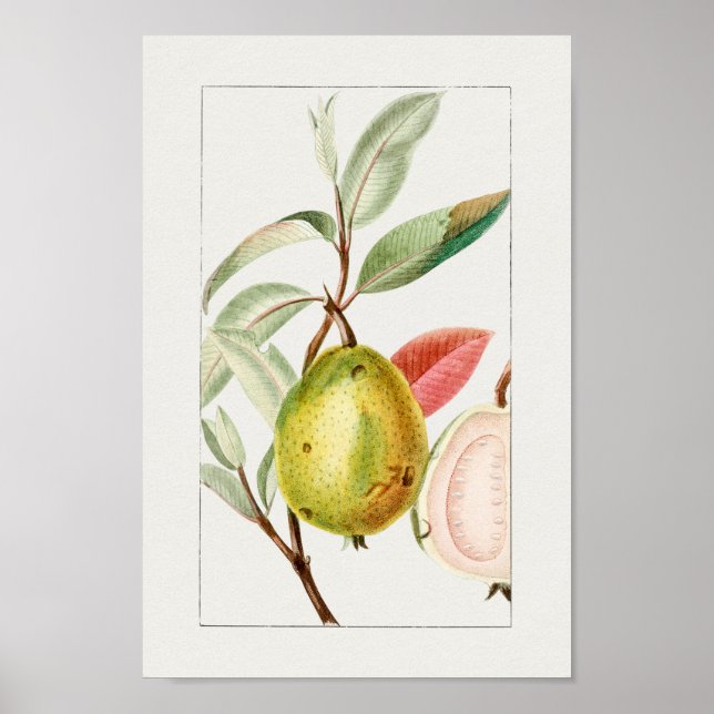 Vintage Botaniskt illustration Poster (Framsidan)