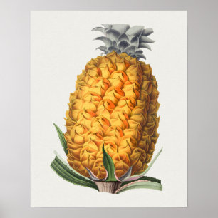 Vintage Botaniskt illustration Poster