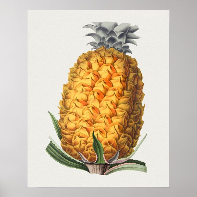 Vintage Botaniskt illustration Poster (Framsidan)