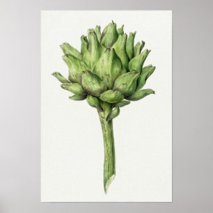 Vintage Botaniskt illustration Poster