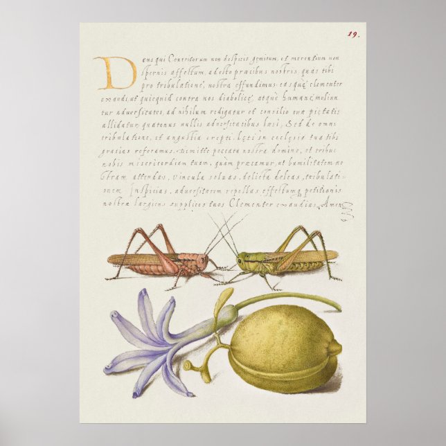 Vintage Botaniskt illustration Poster (Framsidan)