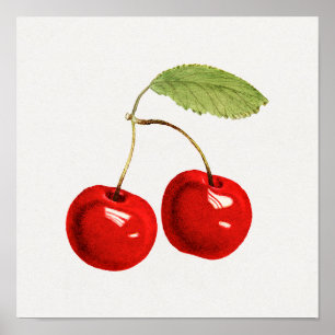 Vintage Botaniskt illustration Poster