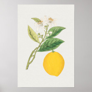 Vintage Botaniskt illustration Poster