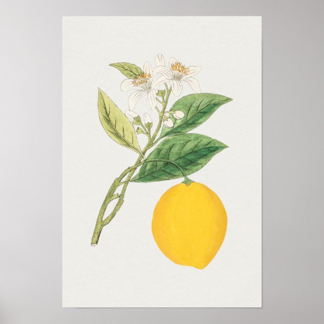 Vintage Botaniskt illustration Poster (Framsidan)