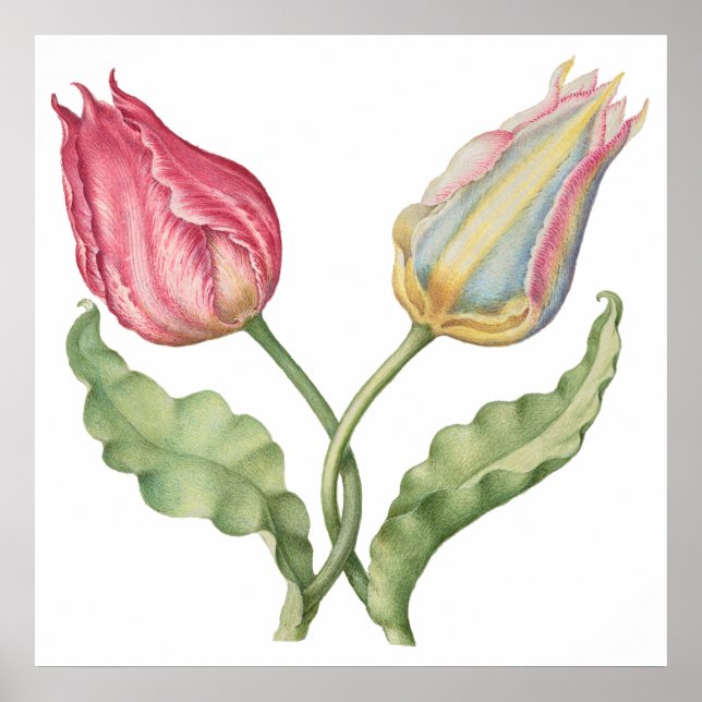 Vintage botaniskt illustrationsblomma Tulip Poster (Framsidan)