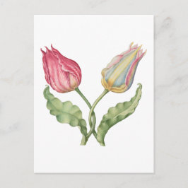 Vintage botaniskt illustrationsblomma Tulip Vykort