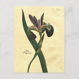 Vintage Botaniskt Iris-vykort Vykort
