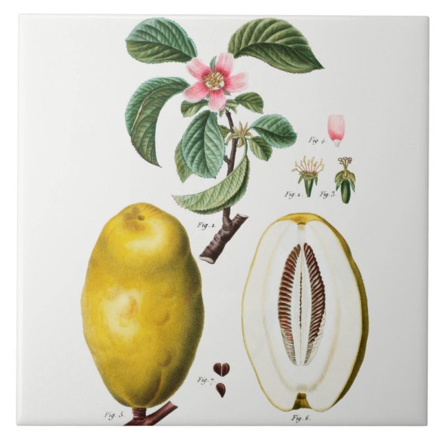 Vintage Botaniskt keramiskt plattstål Kakelplatta (Framsidan)