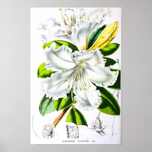 Vintage Botaniskt konst Poster (Framsidan)