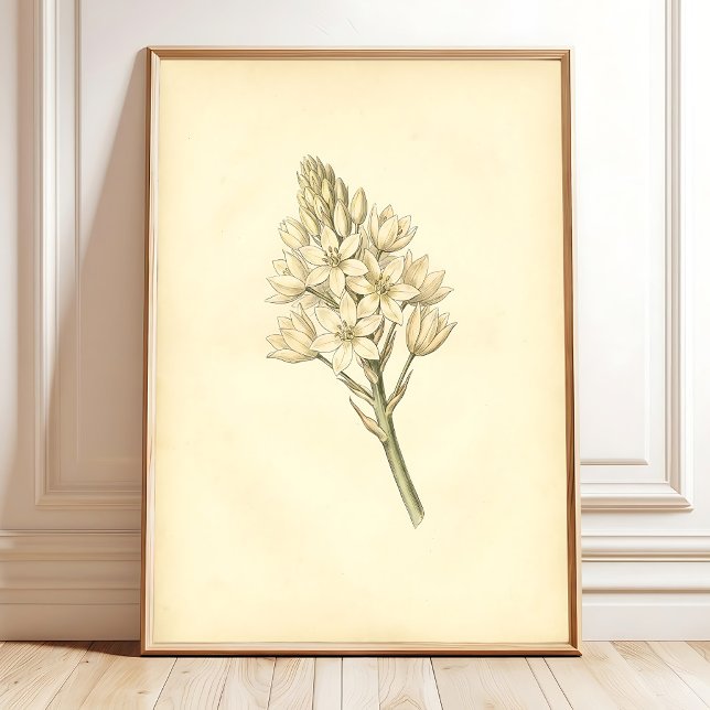 Vintage Botaniskt Konsttryck Väggdekor Poster (Skapare uppladdad)