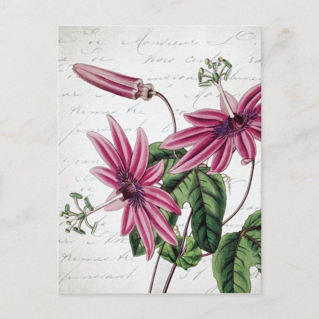 Vintage Botaniskt Lila Passionsblomma Vykort (Framsida)