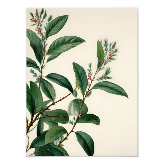 Vintage Botaniskt Löv Fototryck (Framsidan)