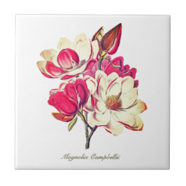 Vintage Botaniskt Magnolia Rosa Vit blomma Kakelplatta