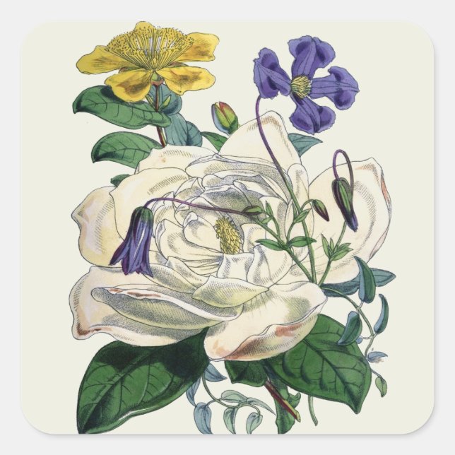 Vintage Botaniskt Magnolia-utskrift - etikett (Framsida)
