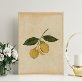 Vintage Botaniskt Nutmeg Illustration Poster