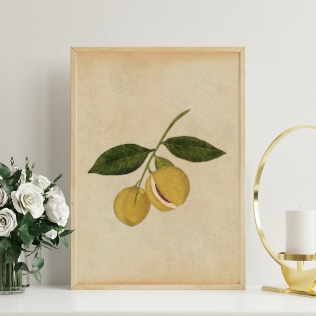 Vintage Botaniskt Nutmeg Illustration Poster (Skapare uppladdad)