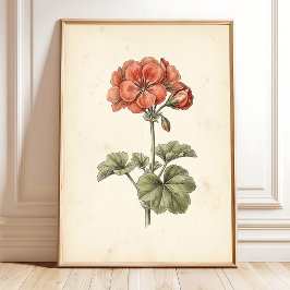 Vintage Botaniskt Pelargonium Tryck