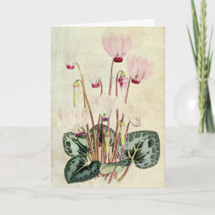 Vintage botaniskt persiskt cyklamen kort