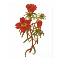 Vintage botaniskt Poster