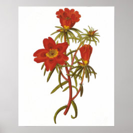 Vintage botaniskt Poster