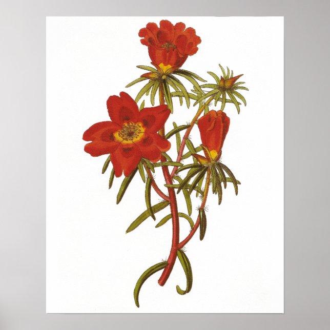 Vintage botaniskt Poster (Framsidan)