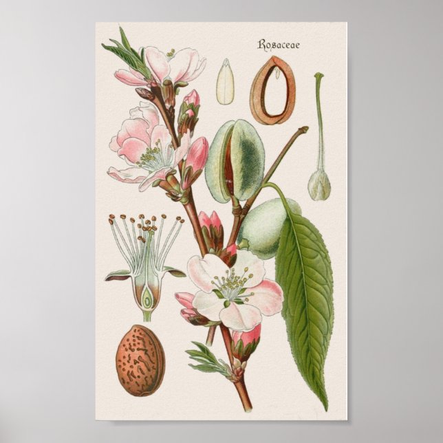 Vintage botaniskt poster (Framsidan)