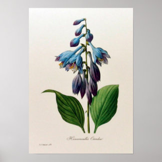 Vintage botaniskt Poster