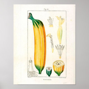 Vintage Botaniskt Poster - Banana Fruit