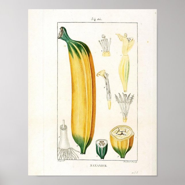 Vintage Botaniskt Poster - Banana Fruit (Framsidan)