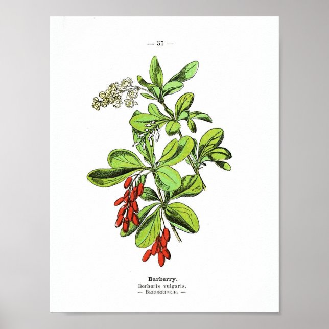 Vintage Botaniskt Poster - Barberry (Framsidan)