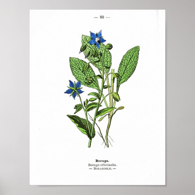 Vintage Botaniskt Poster - Borage (Framsidan)
