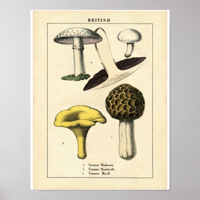 Vintage Botaniskt Poster - British Mushroom (Framsidan)
