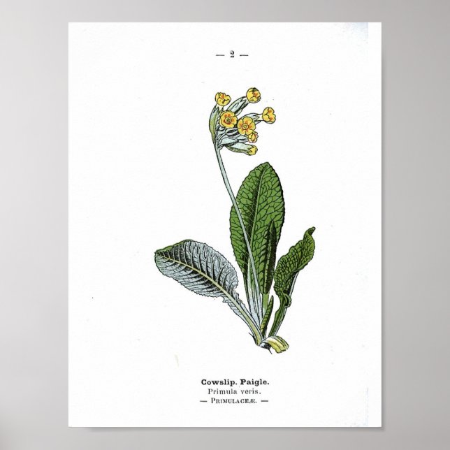 Vintage botaniskt Poster - Cowgla (Framsidan)