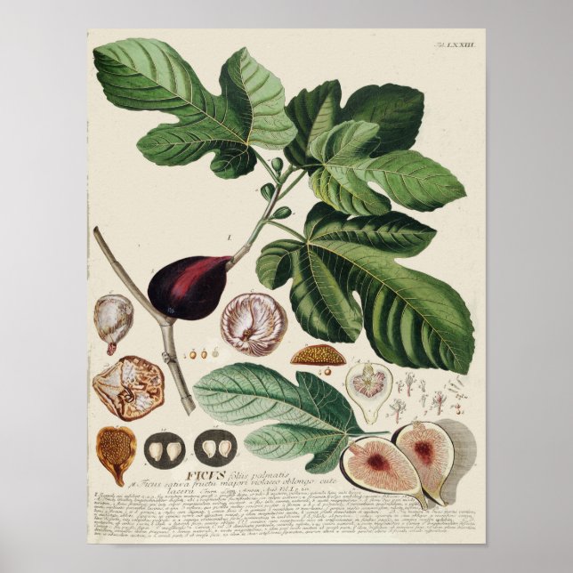 Vintage Botaniskt Poster - Fig (Framsidan)