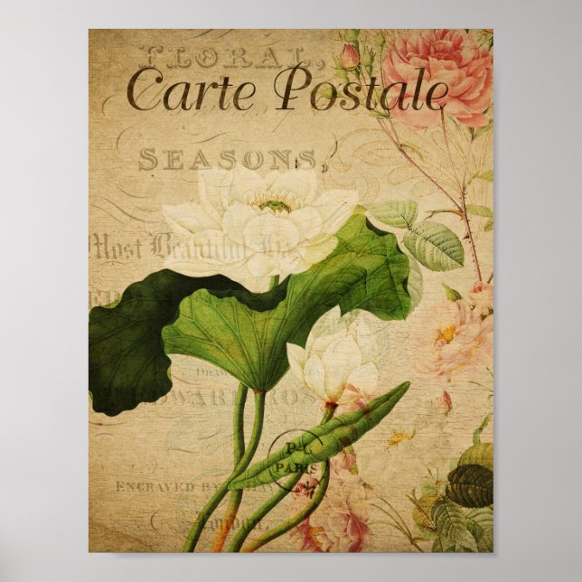 Vintage Botaniskt Poster - Fransk Lotus (Framsidan)