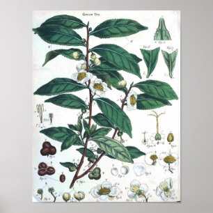 Vintage Botaniskt Poster - Grönt Tea
