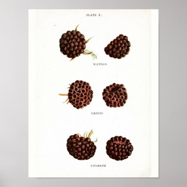 Vintage Botaniskt Poster - hallon (Framsidan)