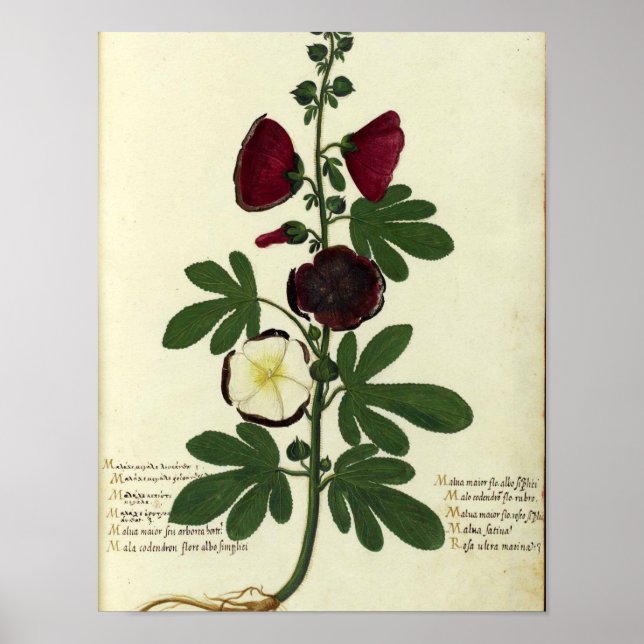 Vintage Botaniskt Poster - Hollyhock (Framsidan)