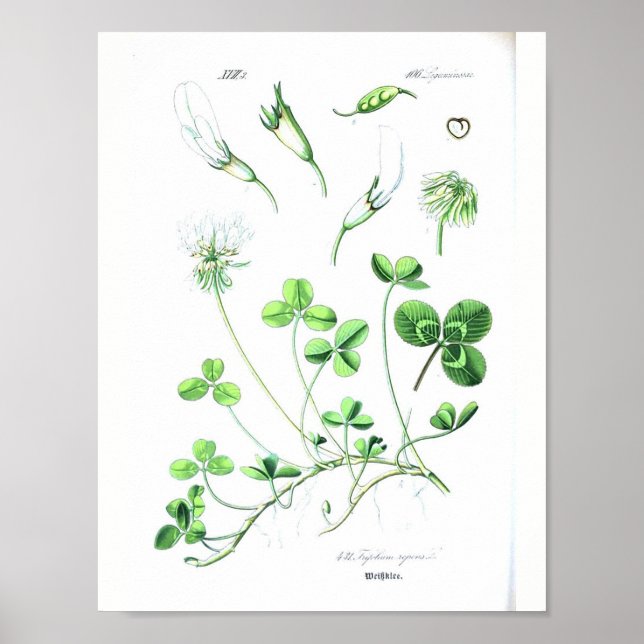 Vintage Botaniskt Poster - Klöver (Framsidan)