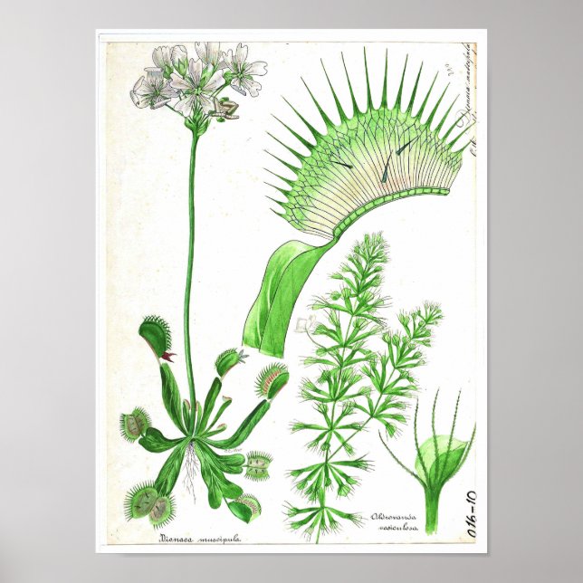 Vintage Botaniskt Poster - köttätande växt (Framsidan)