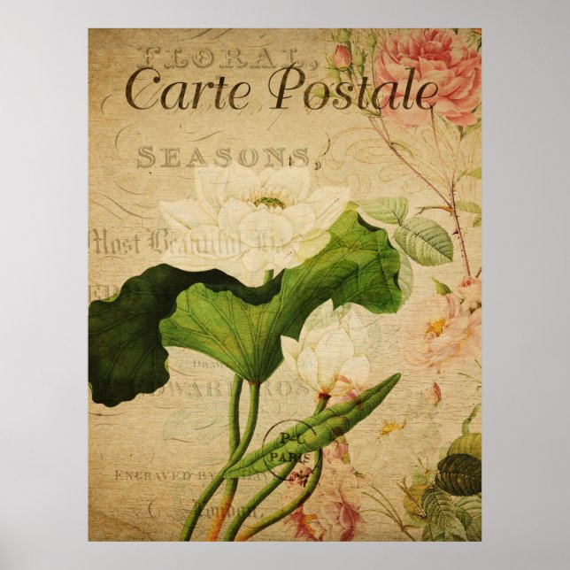 Vintage Botaniskt Poster - Lotus Flower (Framsidan)