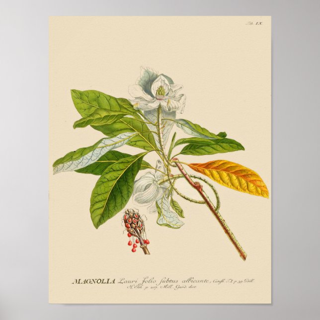 Vintage botaniskt Poster - Magnolia Flower (Framsidan)