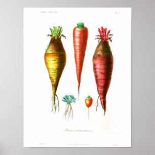 Vintage Botaniskt Poster - morötter