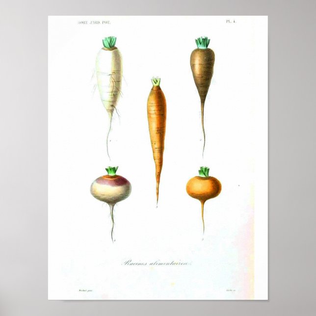 Vintage Botaniskt Poster - morötter (Framsidan)