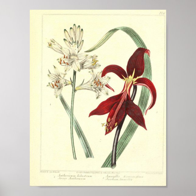 Vintage Botaniskt Poster - Obearbetad blomma (Framsidan)