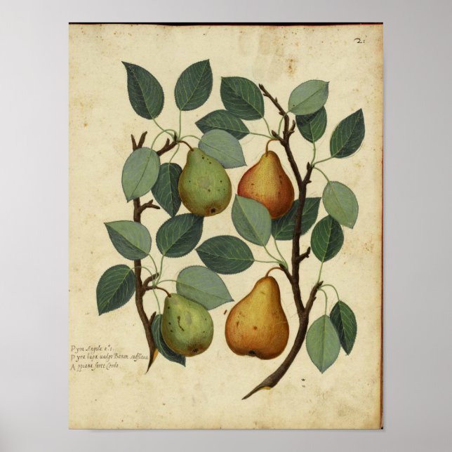 Vintage botaniskt Poster - Pear (Framsidan)