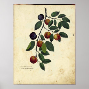 Vintage botaniskt Poster - plommon